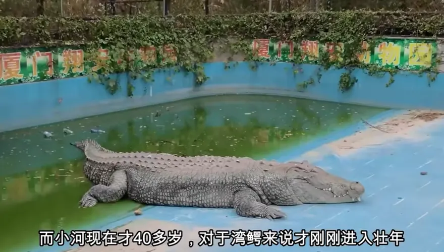 麻豆「巨鱷小河」送陸動物園5年成皮包骨　網友心疼：快被養死了！