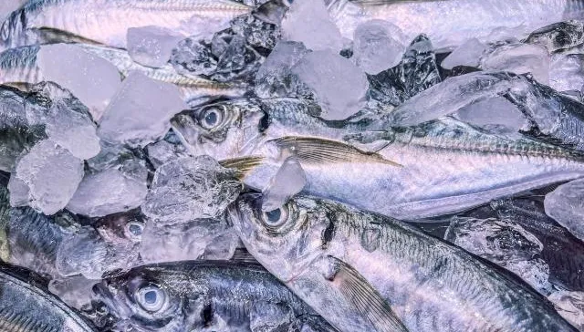 遭禁輸的「午仔魚」竟是CP值最高的魚種？醫曝挑魚、料理技巧一次看！