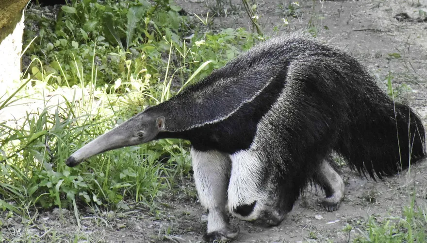 快訊/大食蟻獸「口袋莎」難產…母胎雙亡！　動物園哀曝：長頸鹿也猝逝