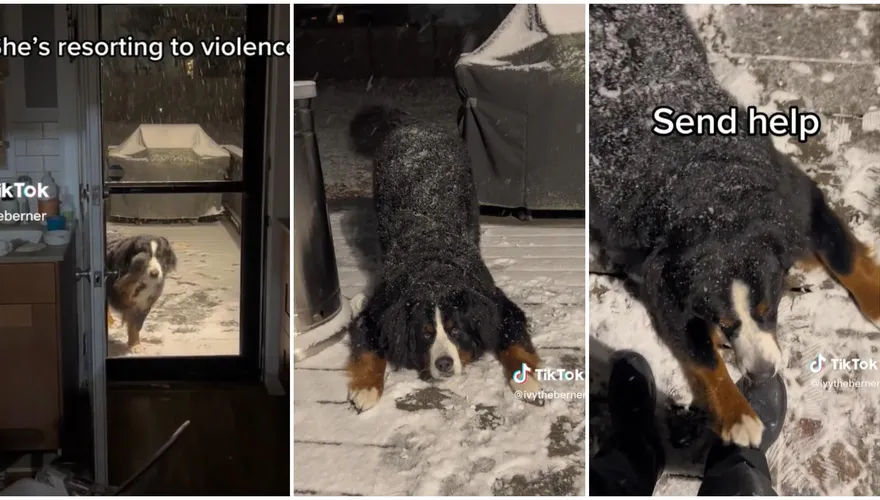 【影】伯恩山犬見雪超失控！「拍窗＋耍賴＋扒腳」汪：別走～陪偶玩