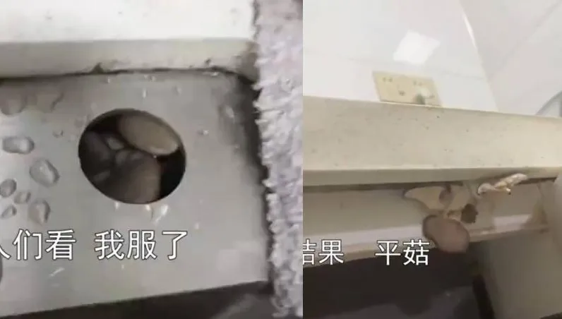 【影】才清完又長…水槽狂現「秀珍菇」　實現「菌菇自由」？網曝恐怖下場