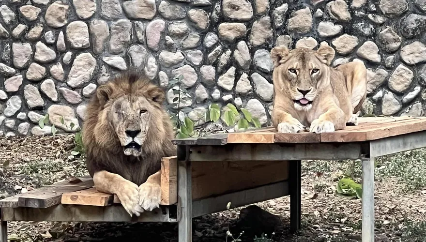花5.5億整修！壽山動物園遭酸民嗆「動物養老院」　園方回應了