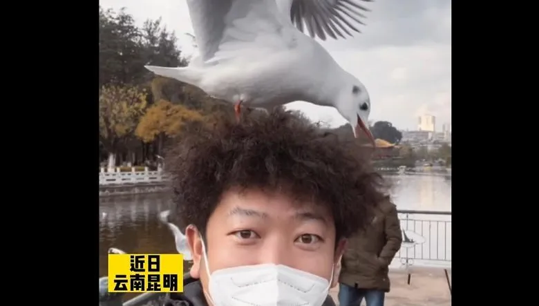 有這麼像？一頭捲髮被當「鳥窩」　男子遭海鷗狂啄網笑噴：請堅持到孵出小鳥來