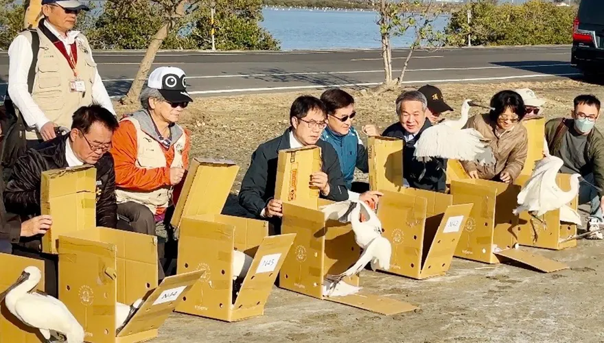記得回來！台南七股野放黑面琵鷺　7隻「肉毒桿菌中毒癱軟」成功救援康復