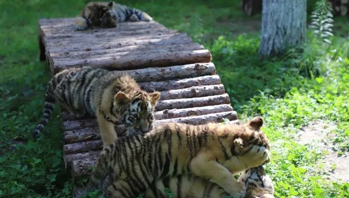 蹲臥200米遠的馬路邊　青島老虎外逃　為何動物園老虎更可怕？