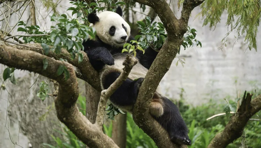 保育員超難當！動物「過冬菜單大不同」鱷魚不能吃、棕熊要多吃…