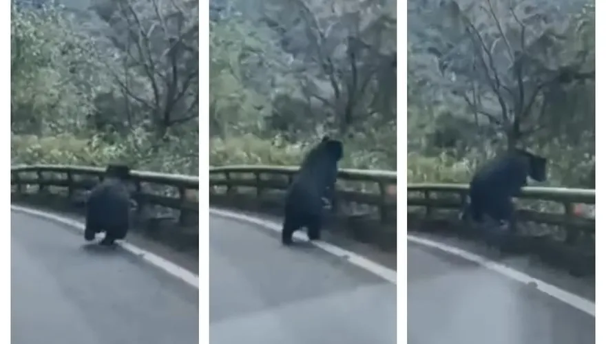 南橫公路突現黑影！為閃車靈活翻過護欄　民眾驚鴻一撇：「真的有黑熊欸」