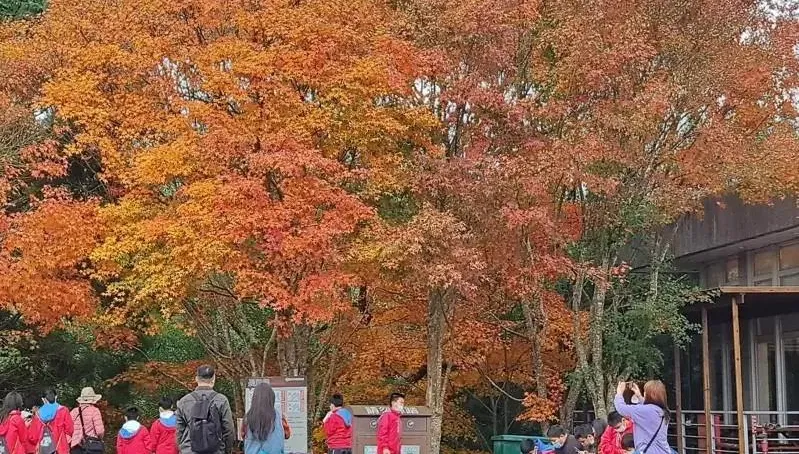 影/東勢林場優惠連發！早鳥折扣賞楓紅　園區梅花含苞待放