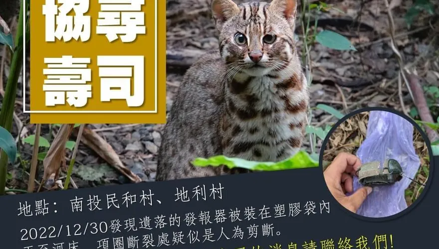 石虎「壽司」野放滿週年傳死訊！研究人員憂東卯山黑熊事件再現…
