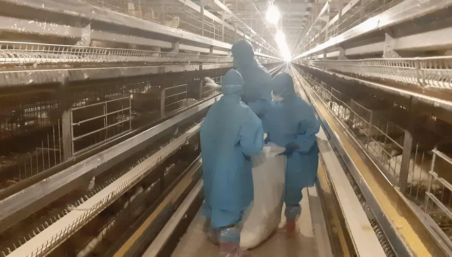 影/防疫加嚴！彰縣4禽場爆禽流感　4.2萬隻家禽慘遭撲殺