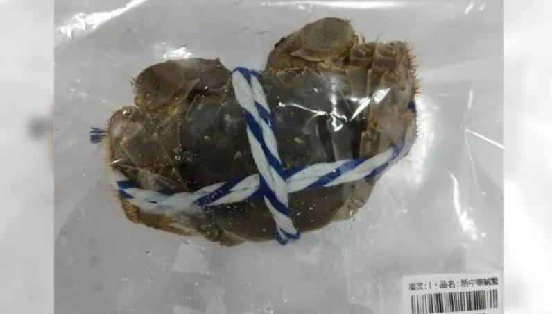 2年來首批戴奧辛含量「超標」產品　6400公斤陸大閘蟹被銷毀！