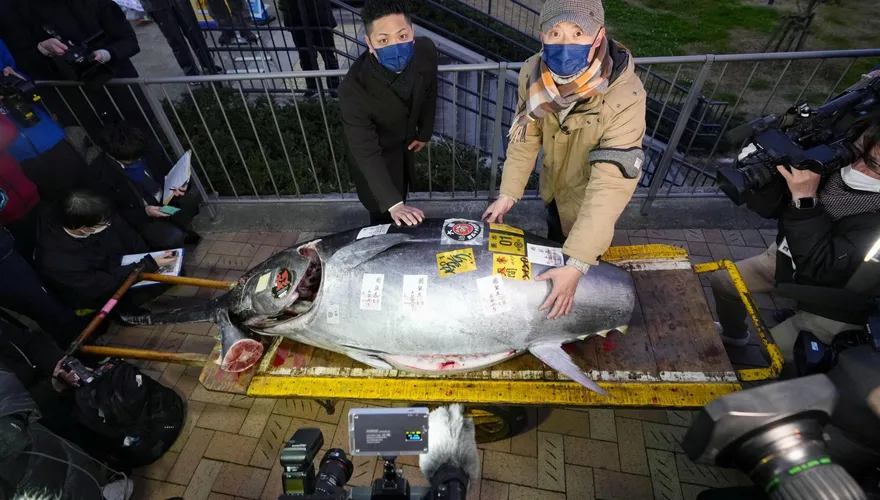 連兩年得標者皆同一人！日本首場黑鮪魚拍賣會　最高價844萬成交為去年2倍