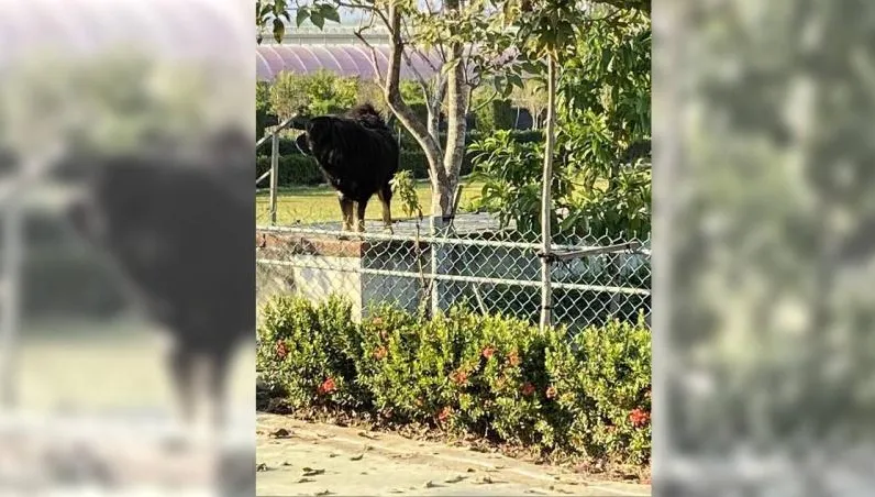 驚悚！高雄郵差送信被獒犬狠咬！四肢爆血…飼主這麼說