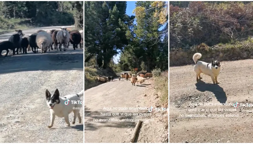 影/羊咩咩見陌生人不敢走→牧羊犬「擺頭示意」請讓路　路人嚇到：我居然看得懂指示！