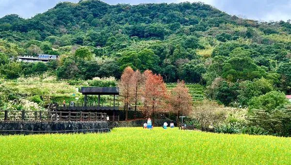 貓空「金黃魯冰花海」開了！春節順遊樟樹步道　同賞超療癒落羽松林