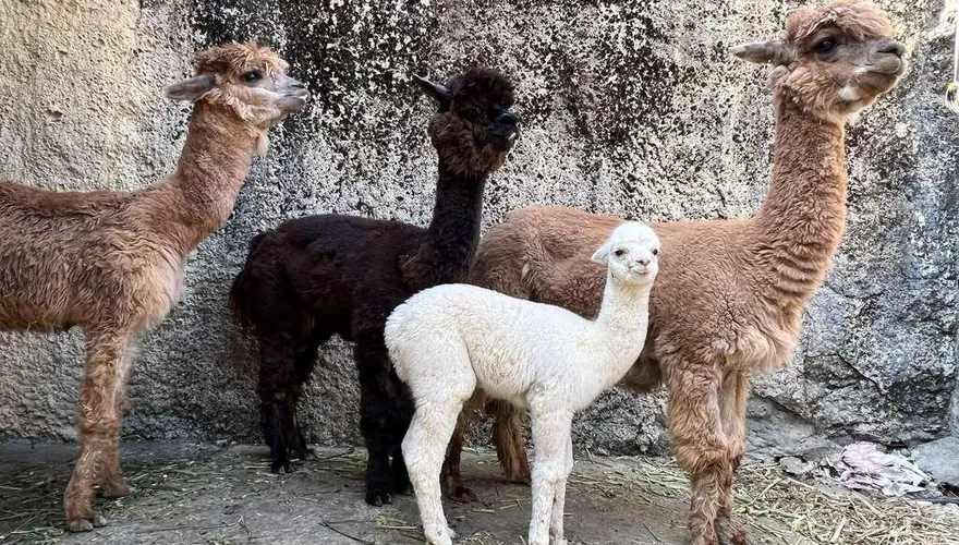 影/春節衝一波！壽山動物園採「門票預約制」每天只有5000張→手刀搶起來