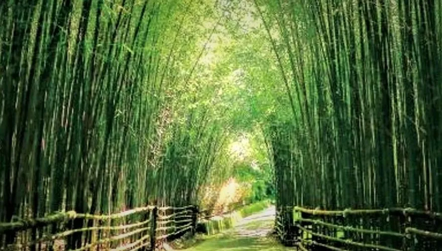 苗栗秘境「台版嵐山」茂密竹林織成綠色隧道…讓你一秒到京都！