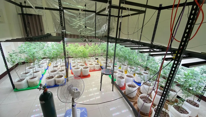 誇張！雲林民宅暗藏「植物園」　檢警快刀斬亂麻