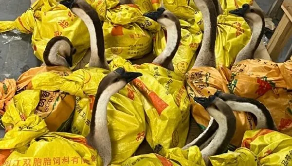 好在這不是年終…公司發「5公斤肥鵝」當過年禮品　員工笑哭：放公司很吵