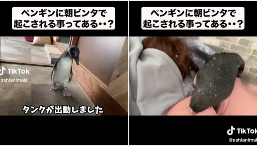 影/萌企鵝叫床「踩踏＋喊叫」無用！下秒「企」噗噗果斷巴蕊　馬麻懵：一瞬間看到極光了