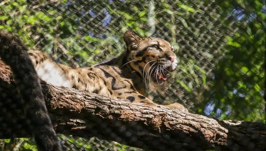 美國達拉斯動物園柵欄遭人惡意破壞　雲豹逃脫數小時園方緊急關園