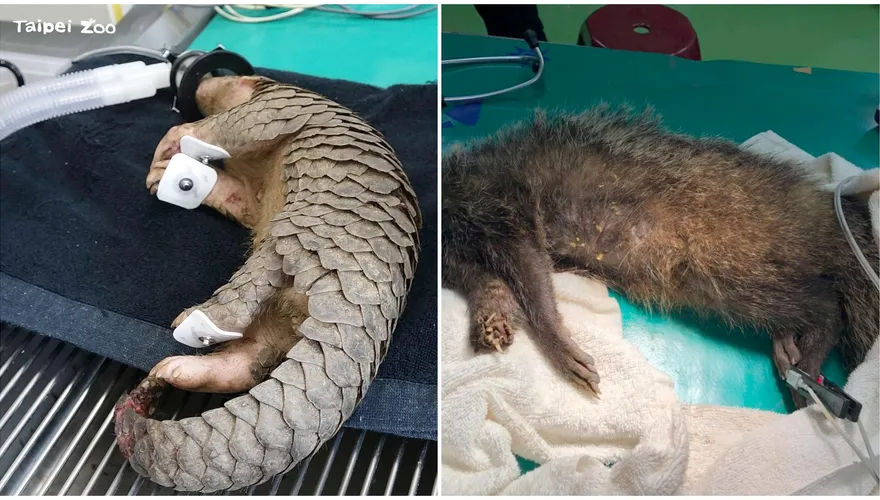 影/寵物變浪浪恐「打破生態平衡」動物園籲：寵物不離不棄！浪浪不養也別亂餵