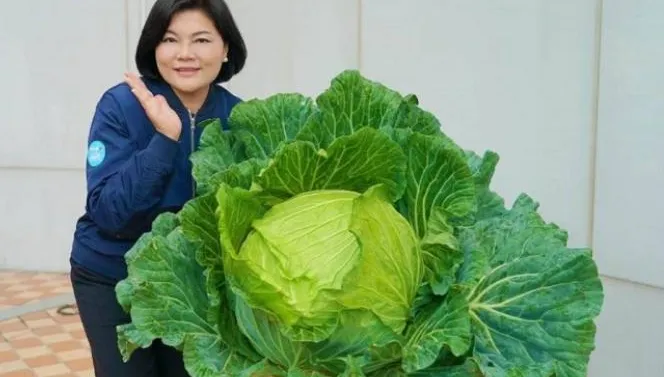 雲林「巨無霸」高麗菜是臉的10倍大！　網驚呼：可從除夕煮到初九