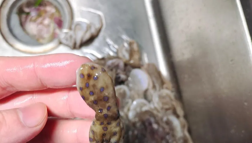比眼鏡蛇毒50倍！美式賣場買冷凍小章魚　差點把「藍環章魚」吞下肚