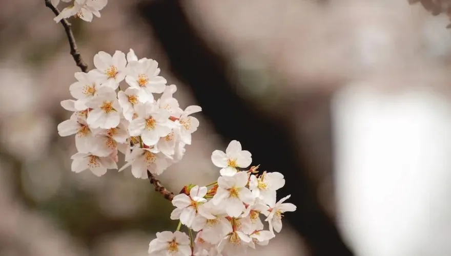 桃源櫻花、六龜梅花盛開！　茂管處：除夕起走春賞花有機會領紅包