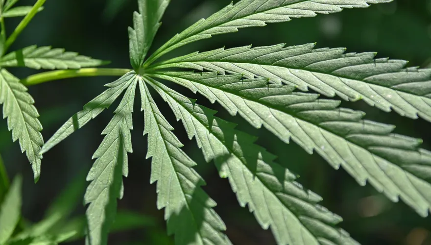 美國「麻」煩充斥紐約街頭　市民哀怨「整個紐約都在ㄎㄧㄤ」