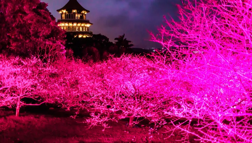 「新北蒔花好綻-浪漫櫻花季」18日夜櫻點燈！淡水天元宮櫻花秘境首度公開
