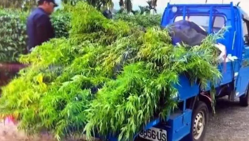 種櫛瓜掩護大麻田！警攻堅赫見3米高稀有種「火麻」
