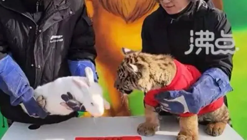 影/陸動物園迎新年拍「虎兔交接」影片　下秒畫風一變老虎撲咬兔子網嚇傻