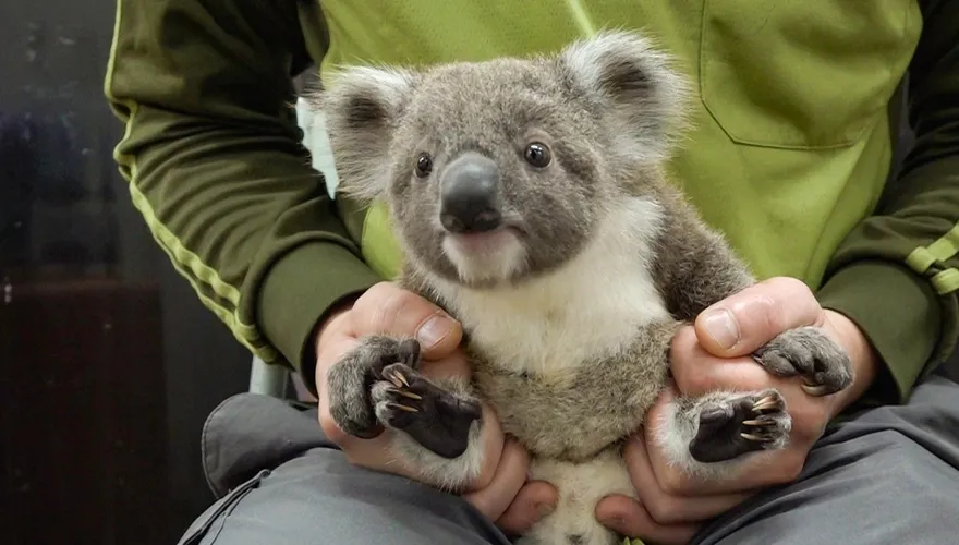 北市動物園再添新成員！無尾熊寶寶現身　萌樣樂翻眾人