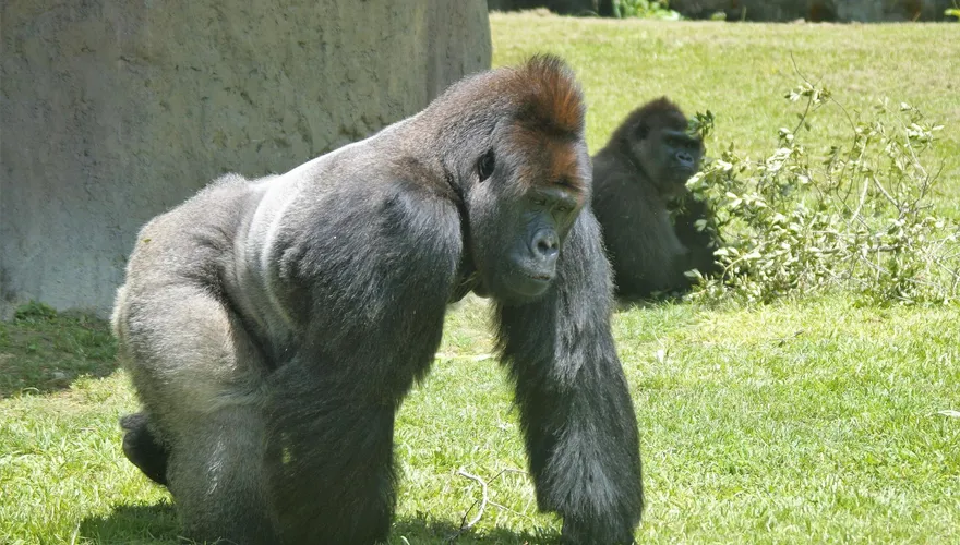 影/「猩」球崛起？廣西動物園「丟那猩」疑被激怒　丟寶特瓶狠砸遊客臉濺血