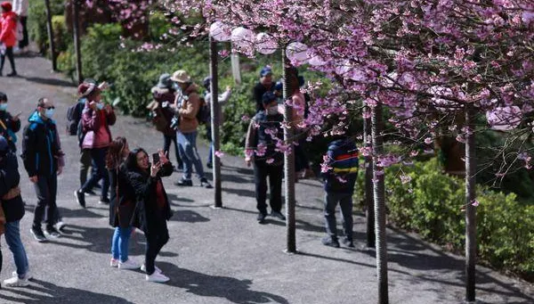 情人節這裡最浪漫！網美、網帥揪過來　北台5大賞櫻打卡地點曝