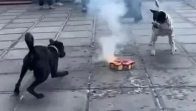 影/祥獅獻瑞改雙犬獻旺也可以？車城這家宮廟出「醒狗陣」　網讚優質陣頭