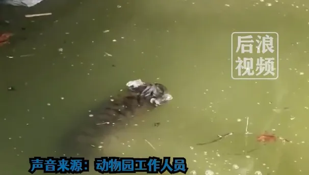 小老虎在水塘溺斃一夜才被發現　上海動物園：正在調查
