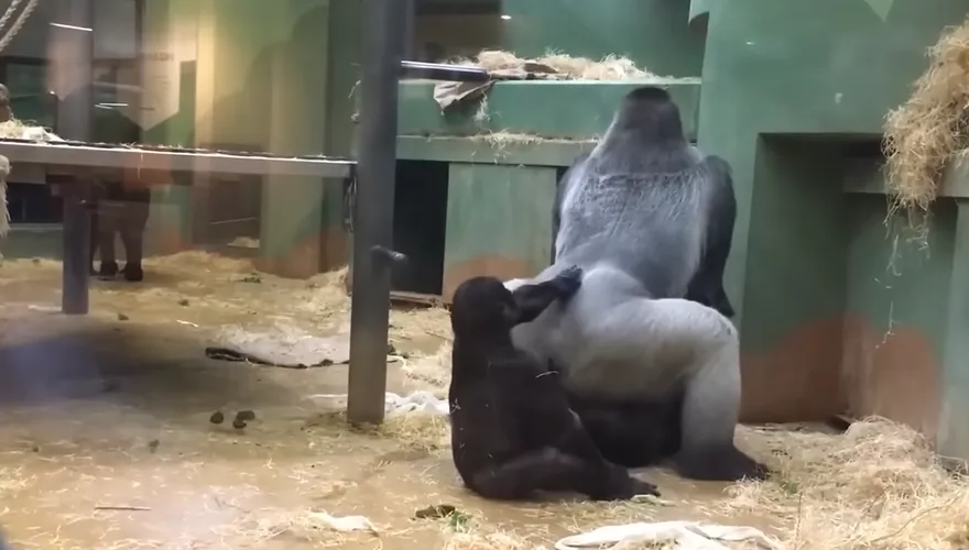 影/太嗨了！動物園大猩猩激戰「狂扭60秒」　幼猩好奇觀戰還亂拍屁股打擾