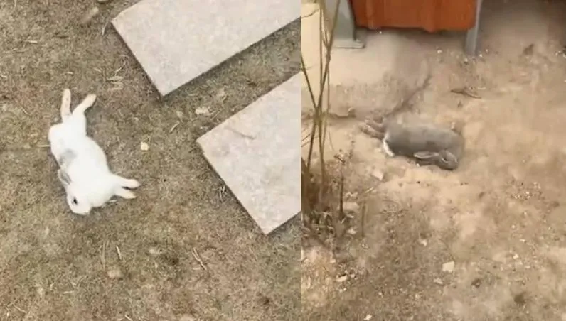 大批兔子突暴斃！原因曝...遊客偷帶食物投餵　植物園無奈：曾有人餵腐壞爛菜