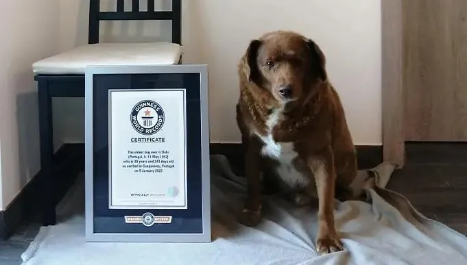 史上最長壽狗狗！30歲葡萄牙獒犬逃死　主人曝破世界紀錄祕訣