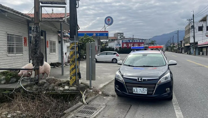 台9線真的「降肉」了！花蓮警協助找回2隻豬