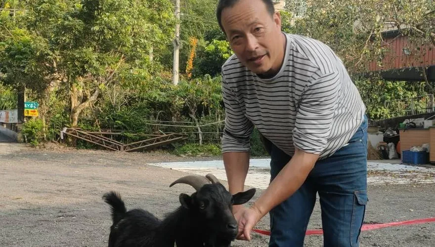 羊肉爐前被救下的黑羊羊…竟貪玩「蹺家」！　熱心警化身牧羊人找失主