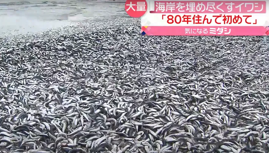影/天有異相？海量沙丁魚屍詭異死在沙灘上　當地居民全嚇壞了
