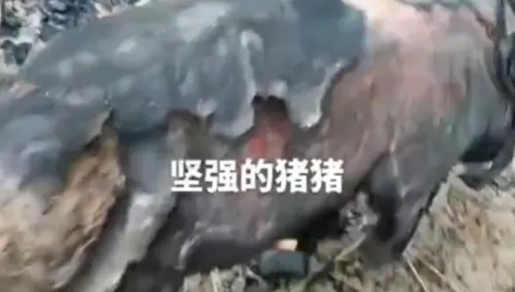 火烤豬？民宅失火2豬燒焦「豬皮剝落」　傷勢嚴重仍頑強存活