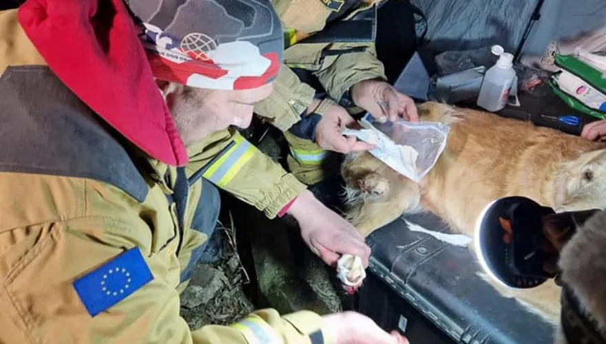 土敘強震搜救犬受傷眾人心疼！網轟「為何不穿鞋」　專家揭內行原因
