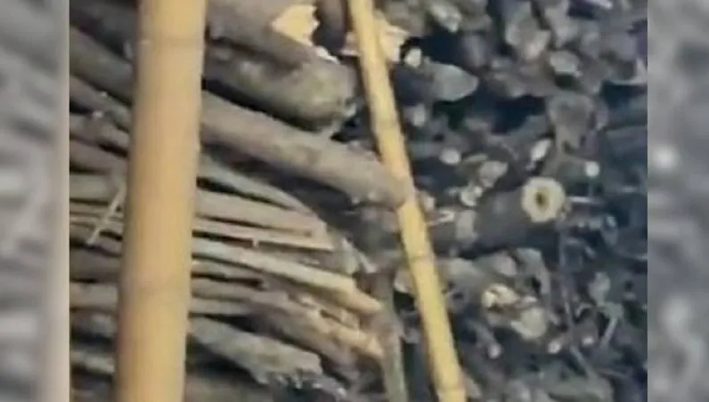 引人熱淚 ！陸翁驟逝前留「滿屋子木柴」　孫：爺爺用行動表示對奶奶的愛