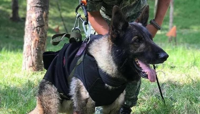 影/墨西哥搜救犬Proteo遭坍塌瓦礫掩埋身亡　救援隊隆重舉辦告別式