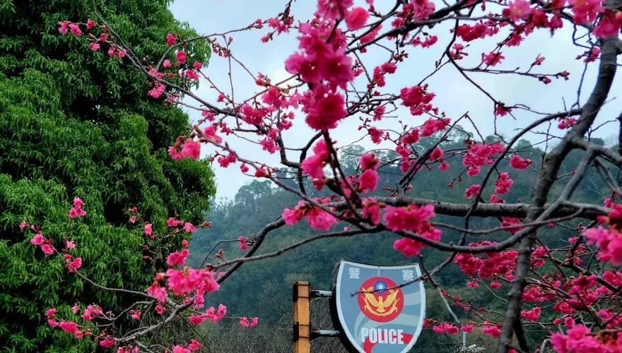 「泰安櫻花季」18日浪漫開幕！　八重櫻賞花期最晚在3月5日