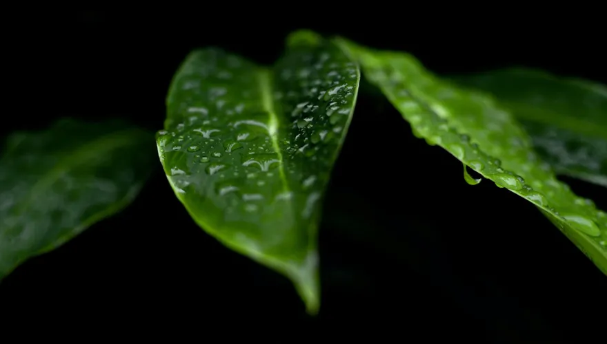 「雨水」將至三禁忌要注意　「這生肖」財運旺